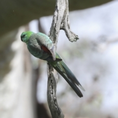 Psephotus haematonotus (Red-rumped Parrot) at Hawker, ACT - 3 Oct 2021 by AlisonMilton