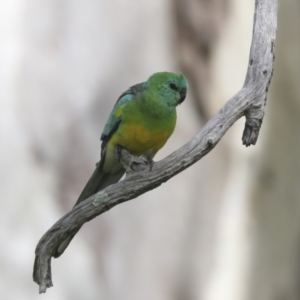 Psephotus haematonotus at Hawker, ACT - 3 Oct 2021