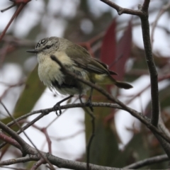 Acanthiza chrysorrhoa (Yellow-rumped Thornbill) at Hawker, ACT - 3 Oct 2021 by AlisonMilton