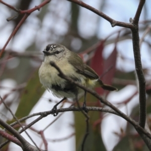 Acanthiza chrysorrhoa at Hawker, ACT - 3 Oct 2021