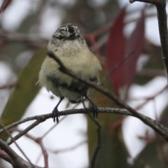 Acanthiza chrysorrhoa at Hawker, ACT - 3 Oct 2021