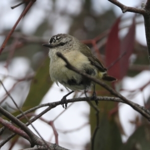 Acanthiza chrysorrhoa at Hawker, ACT - 3 Oct 2021