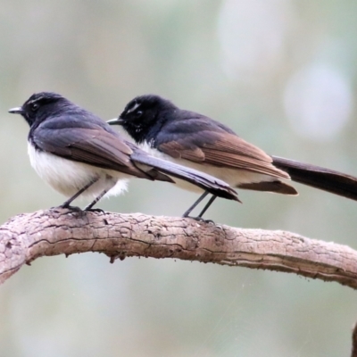 Rhipidura leucophrys (Willie Wagtail) at Wonga Wetlands - 2 Oct 2021 by Kyliegw