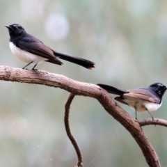 Rhipidura leucophrys at Splitters Creek, NSW - 3 Oct 2021 09:37 AM