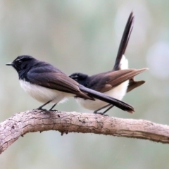 Rhipidura leucophrys at Splitters Creek, NSW - 3 Oct 2021