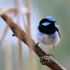 Malurus cyaneus (Superb Fairywren) at Wonga Wetlands - 2 Oct 2021 by Kyliegw