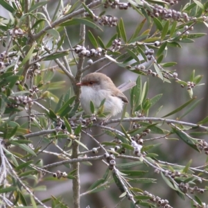 Malurus cyaneus at Splitters Creek, NSW - 3 Oct 2021 10:46 AM