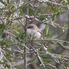 Malurus cyaneus at Splitters Creek, NSW - 3 Oct 2021