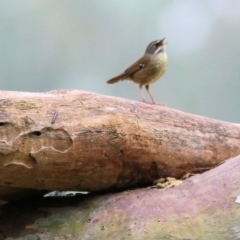 Sericornis frontalis (White-browed Scrubwren) at Wonga Wetlands - 2 Oct 2021 by Kyliegw