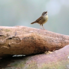 Sericornis frontalis (White-browed Scrubwren) at Splitters Creek, NSW - 2 Oct 2021 by Kyliegw
