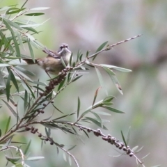 Sericornis frontalis at Splitters Creek, NSW - 3 Oct 2021 08:57 AM