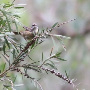 Sericornis frontalis at Splitters Creek, NSW - 3 Oct 2021