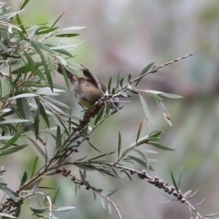 Sericornis frontalis at Splitters Creek, NSW - 3 Oct 2021 08:57 AM