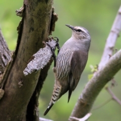 Climacteris picumnus victoriae (Brown Treecreeper) at Splitters Creek, NSW - 2 Oct 2021 by Kyliegw