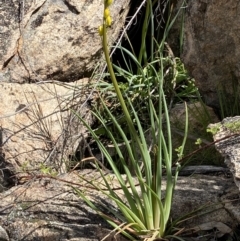 Bulbine glauca (Rock Lily) at Rendezvous Creek, ACT - 3 Oct 2021 by RAllen