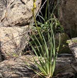 Bulbine glauca at Rendezvous Creek, ACT - 3 Oct 2021