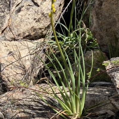 Bulbine glauca (Rock Lily) at Namadgi National Park - 3 Oct 2021 by RAllen