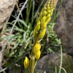 Bulbine glauca at Rendezvous Creek, ACT - 3 Oct 2021