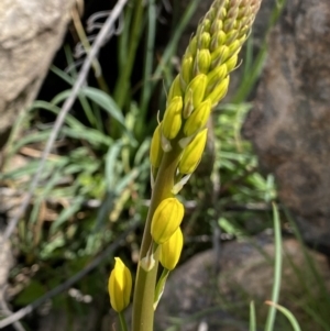 Bulbine glauca at Rendezvous Creek, ACT - 3 Oct 2021