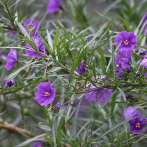 Solanum linearifolium at Splitters Creek, NSW - 3 Oct 2021 08:46 AM