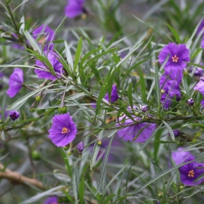 Solanum linearifolium (Kangaroo Apple) at Wonga Wetlands - 2 Oct 2021 by KylieWaldon