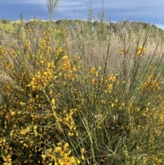 Cytisus scoparius subsp. scoparius (Scotch Broom, Broom, English Broom) at Yarralumla, ACT - 3 Oct 2021 by JaneR