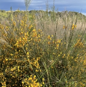 Cytisus scoparius subsp. scoparius at Yarralumla, ACT - 3 Oct 2021