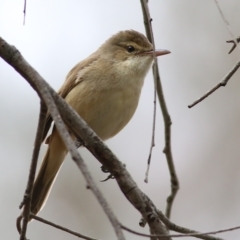 Acrocephalus australis (Australian Reed-Warbler) at Albury - 3 Oct 2021 by KylieWaldon