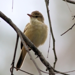 Acrocephalus australis at Splitters Creek, NSW - 3 Oct 2021 10:14 AM