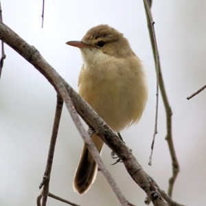 Acrocephalus australis at Splitters Creek, NSW - 3 Oct 2021 10:14 AM