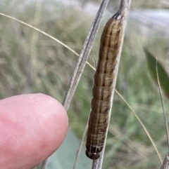 Noctuidae unclassified IMMATURE moth (Immature Noctuidae Moth) at Rendezvous Creek, ACT - 3 Oct 2021 by RAllen