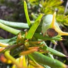 Fisera eribola (Orange-hooded Crest-moth) at Murrumbateman, NSW - 3 Oct 2021 by SimoneC