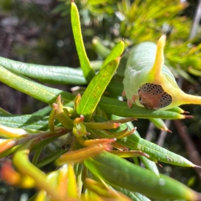 Fisera eribola (Orange-hooded Crest-moth) at Murrumbateman, NSW - 3 Oct 2021 by SimoneC