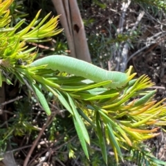 Fisera eribola at Murrumbateman, NSW - 3 Oct 2021 04:29 PM