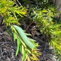 Fisera eribola at Murrumbateman, NSW - 3 Oct 2021 04:29 PM