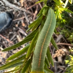 Fisera eribola at Murrumbateman, NSW - 3 Oct 2021 04:29 PM