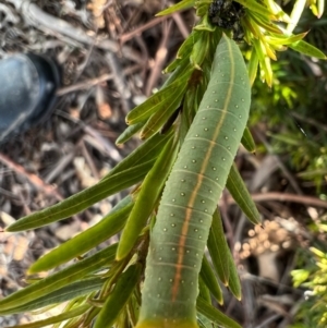 Fisera eribola at Murrumbateman, NSW - 3 Oct 2021 04:29 PM