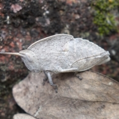 Goniaea australasiae (Gumleaf grasshopper) at Cotter Reserve - 3 Oct 2021 by RobG1