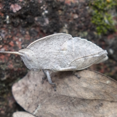 Goniaea australasiae (Gumleaf grasshopper) at Cotter Reserve - 3 Oct 2021 by RobG1