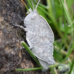 Goniaea australasiae at Coree, ACT - 3 Oct 2021 12:01 PM