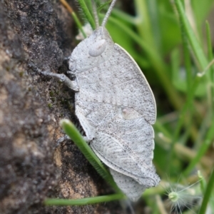 Goniaea australasiae at Coree, ACT - 3 Oct 2021 12:01 PM