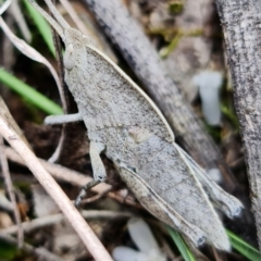 Goniaea australasiae at Coree, ACT - 3 Oct 2021