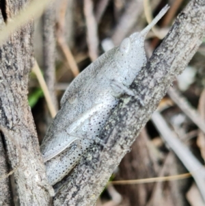 Goniaea australasiae at Coree, ACT - 3 Oct 2021