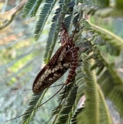 Ephemeroptera (order) (Unidentified Mayfly) at Murrumbateman, NSW - 3 Oct 2021 by SimoneC