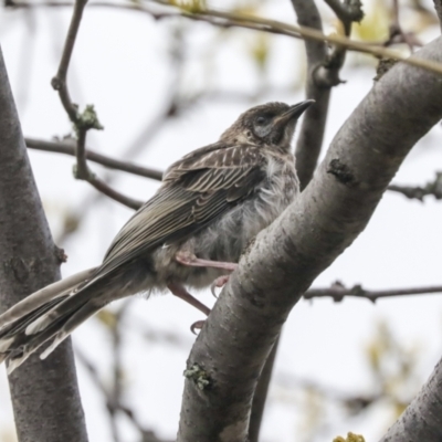 Anthochaera carunculata (Red Wattlebird) at Hawker, ACT - 1 Oct 2021 by AlisonMilton