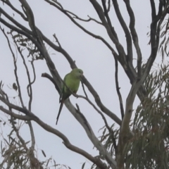 Polytelis swainsonii (Superb Parrot) at Hawker, ACT - 2 Oct 2021 by AlisonMilton