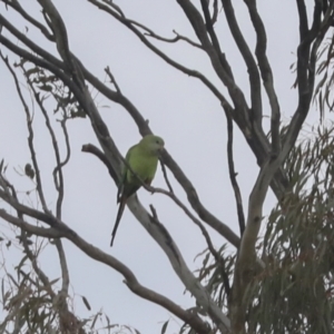 Polytelis swainsonii at Hawker, ACT - 2 Oct 2021