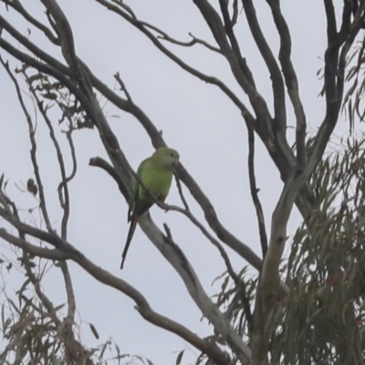 Polytelis swainsonii (Superb Parrot) at The Pinnacle - 2 Oct 2021 by AlisonMilton