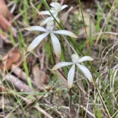 Caladenia ustulata (Brown Caps) at Kaleen, ACT - 3 Oct 2021 by JVR