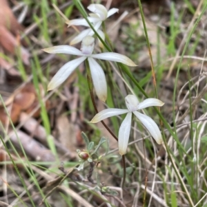 Caladenia ustulata at Kaleen, ACT - 3 Oct 2021